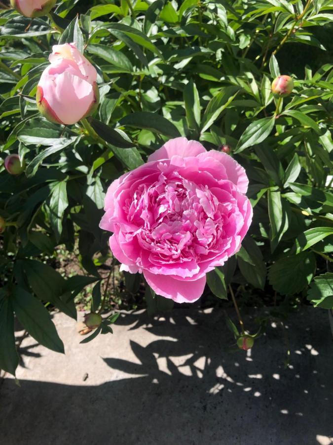 Hamptons Rose Garden Family! 호텔 YYC 외부 사진