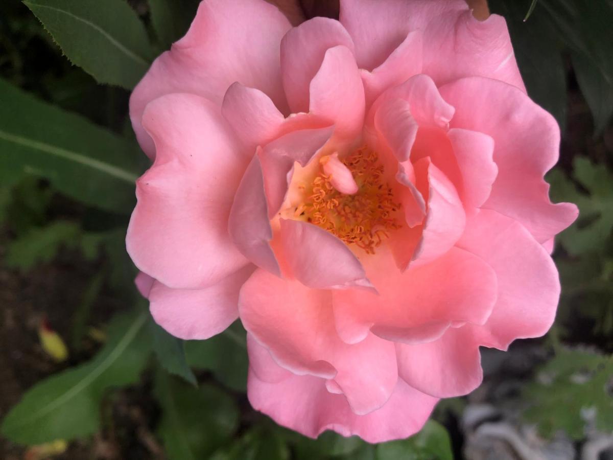 Hamptons Rose Garden Family! 호텔 YYC 외부 사진